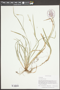 Carex chapmanii image