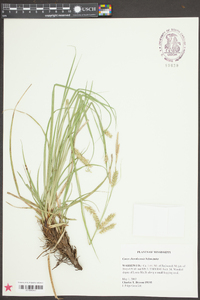 Carex cherokeensis image