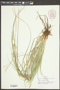 Carex cherokeensis image