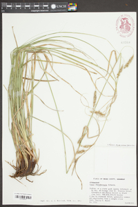 Carex cherokeensis image