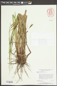 Carex cherokeensis image