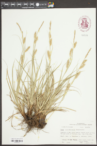 Carex cherokeensis image