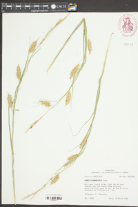 Carex cherokeensis image