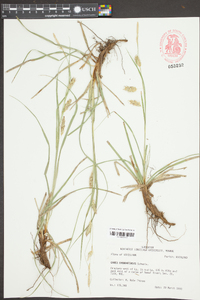 Carex cherokeensis image