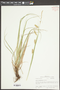 Carex cherokeensis image