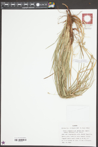 Carex communis var. amplisquama image