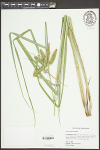 Carex comosa image