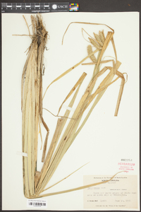 Carex comosa image