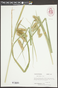 Carex comosa image