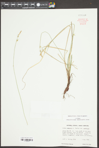 Carex communis var. communis image