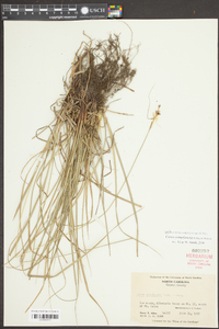 Carex complanata image