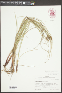 Carex complanata image