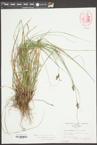 Carex complanata image