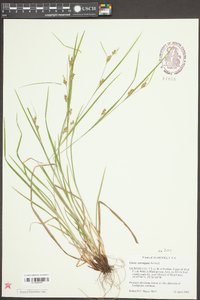 Carex corrugata image