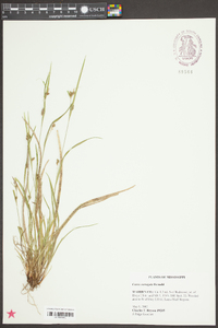 Carex corrugata image