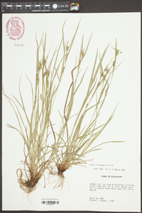 Carex corrugata image