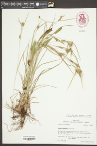 Carex corrugata image