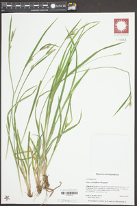 Carex crebriflora image