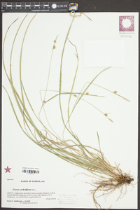 Carex crebriflora image