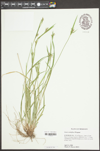 Carex crebriflora image