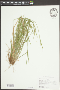 Carex crebriflora image