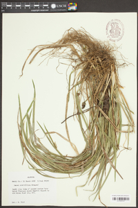 Carex crebriflora image