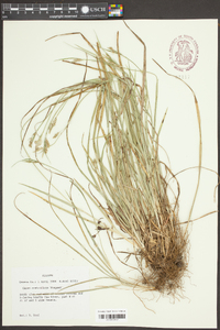 Carex crebriflora image