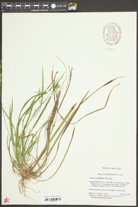 Carex crebriflora image