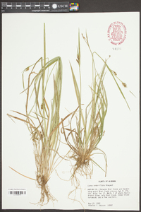 Carex crebriflora image