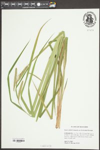 Carex crinita var. brevicrinis image