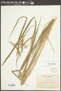 Carex crinita var. brevicrinis image