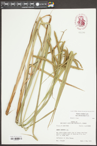 Carex crinita var. brevicrinis image