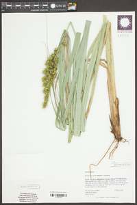 Carex crus-corvi image