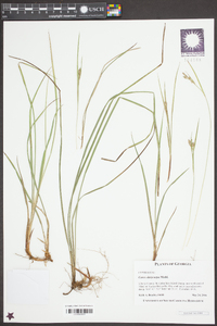 Carex dasycarpa image