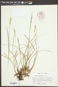 Carex dasycarpa image