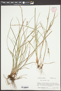 Carex dasycarpa image