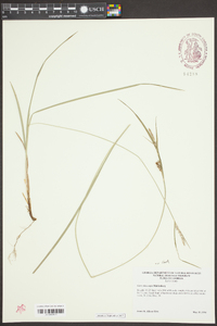 Carex dasycarpa image