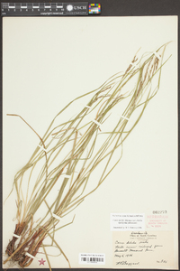 Carex debilis var. debilis image