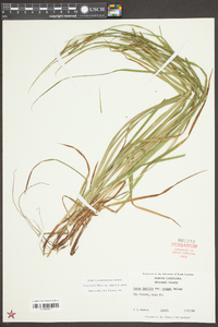 Carex debilis var. rudgei image