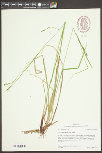 Carex debilis var. debilis image