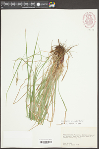 Carex debilis var. rudgei image