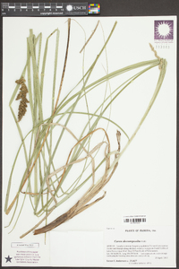 Carex decomposita image