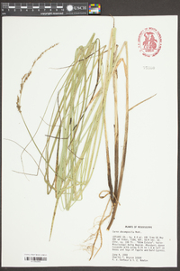 Carex decomposita image