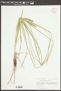 Carex decomposita image