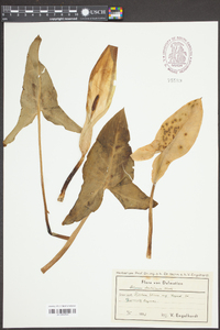 Arum italicum image