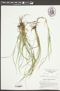 Carex abscondita image