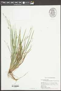 Carex digitalis var. floridana image