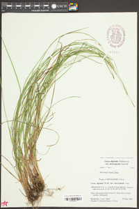 Carex digitalis var. macropoda image