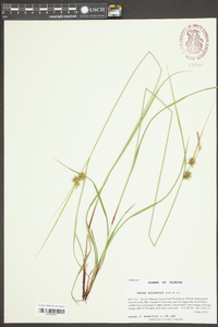 Carex elliottii image