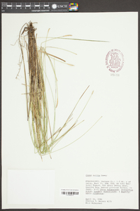 Carex exilis image